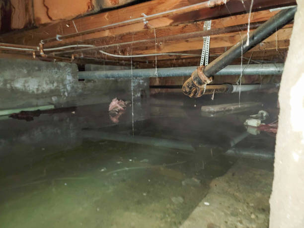 Best Basement water damage restoration  in Stafford Courthouse, VA